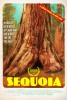 Sequoia (2014) Thumbnail