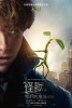 Fantastic Beasts and Where to Find Them (2016) Thumbnail